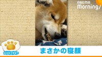 【映像】“ムキ顔”で寝ている柴犬