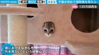 【映像】子猫が見せた“予想外”のリアクション