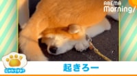 【映像】寝ている兄犬を“斬新な方法”で起こす弟犬