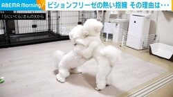 トリミング後の2匹の犬 熱い抱擁に隠された“意外な理由”が話題