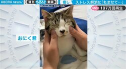 仕事で落胆…飼い主を“一発”で癒す子猫の表情が「まるで精神安定剤」