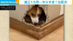 まさに匠の技!? 襖に穴を開けた犬 施工期間1カ月の大作に「一級建築士??笑」「見たくなる気持ちわかる」と驚きの声