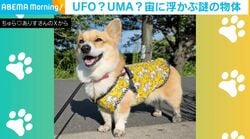 ボール遊び中に撮られたコーギーの“奇跡の1枚”に「AIかと思った！」「山梨県みたいな形w」