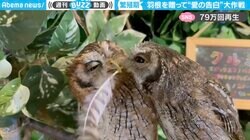 フクロウが“人間みたいに告白”する珍光景…贈り物を渡すシーンと感動の結末にネット上で拍手喝采