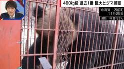 檻パンパン…過去最大級380キロの巨大ヒグマを捕獲 ハンターも驚愕「50年近くやっていて初めて見た」「こんなのに出くわしたら一巻の終わり」