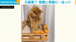 ミカンをめぐる猫の奮闘！几帳面に隙間を整えるも“思わぬ失敗”に飼い主爆笑