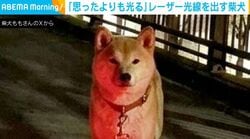 真っ赤なレーザー光線を出す柴犬の“衝撃的な姿”に「バイオハザード思い出すw」「スターウォーズにも出られそう！」など反響