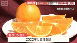 高級柑橘「紅プリンセス」中国流失か　苦節17年豪雨乗り越え開発　愛媛県知事も憤り