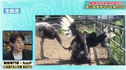 ダチョウの男性器の重さは1キロ!? 鳥類の驚きの性事情