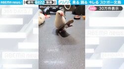 スケボーに乗って、踊って、ブチギレる白文鳥の姿に「完璧なスケーター所作…」「たった15秒に色々な良さが詰まっている」と絶賛の嵐