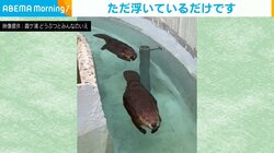 開園前のリラックスタイム！アメリカビーバー2匹が水にプカプカ浮かぶ姿に「平和…ただただ平和…」と反響続々