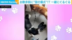 「柴あるある？」お散歩前の息の合った“グルグル儀式”をする2匹の柴犬がSNSで話題