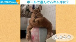 「なんかゴツいな」ボールの上に乗ると“マッチョ”に見えるウサギに「勝てる気がしないｗ」と反響