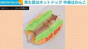 美味しそうなホットドッグ！？ベッドに入って眠る柴犬の “チャーミング