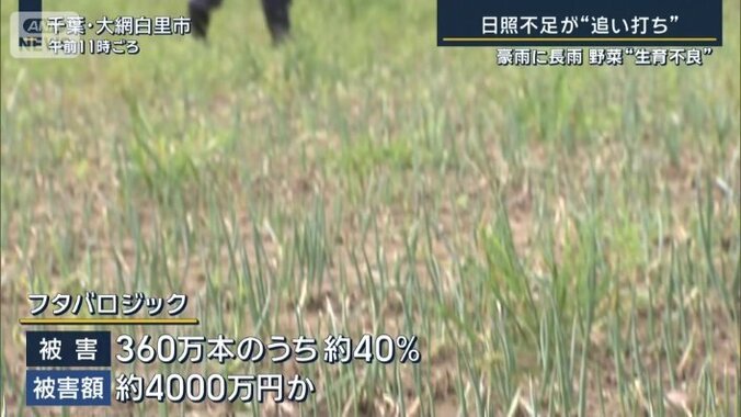 ネギ被害の現状