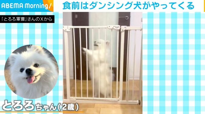 ポメラニアンのとろろちゃん