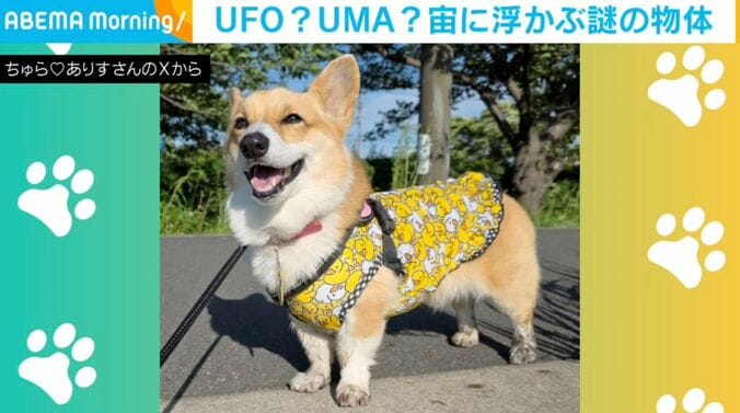 コーギーのちゅらちゃん