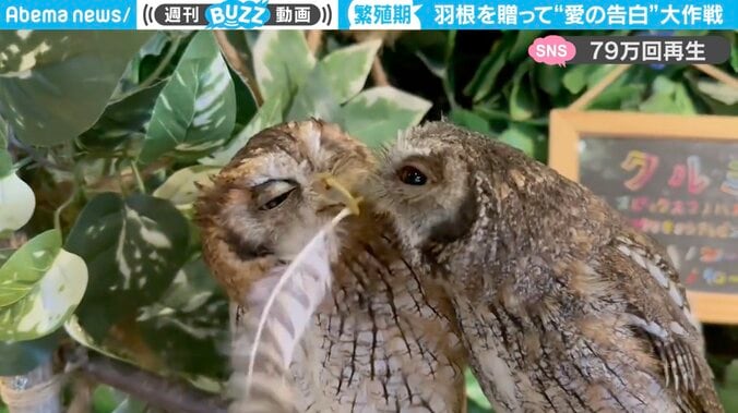 フクロウが“人間みたいに告白”する珍光景…贈り物を渡すシーンと感動の結末にネット上で拍手喝采 1枚目