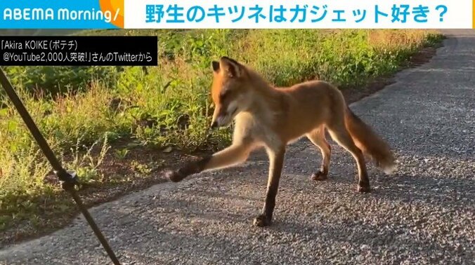 三脚に「そーっと」脚を伸ばす野生のキツネ 首を傾げて「なんだこれ？」と目を細めた表情に癒やされる人続出 1枚目