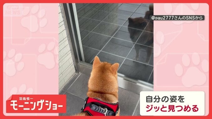 「美意識高いワン」　ガラスに映る自分を繰り返しチェック　身だしなみを気にしてる？ 1枚目