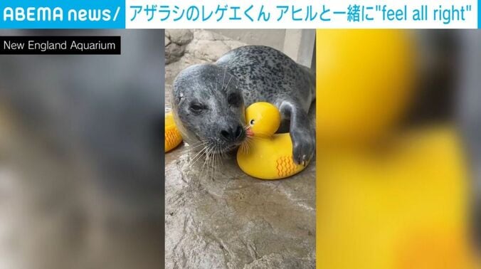 アザラシの「レゲエくん」