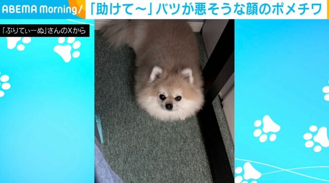 ポメチワのそるくん