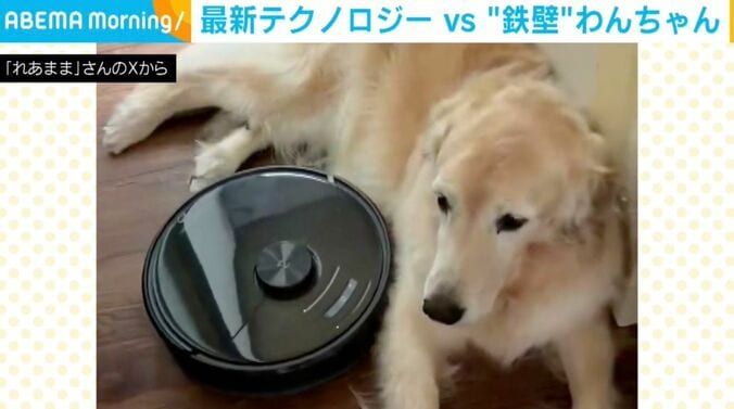 ゴールデンレトリバーのれあちゃん