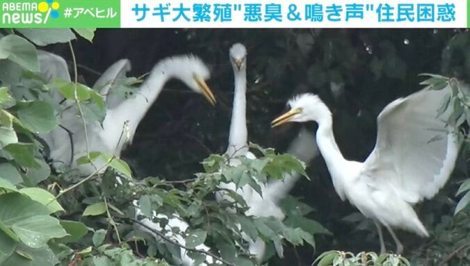 【写真・画像】「うんち、うんち困るよね」…サギ大繁殖で住民悲鳴 “悪臭&鳴き声”の実態を調査　1枚目