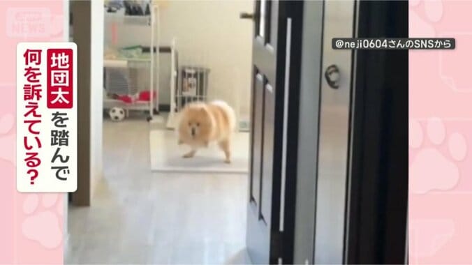なぜ地団太を踏んでいるの？