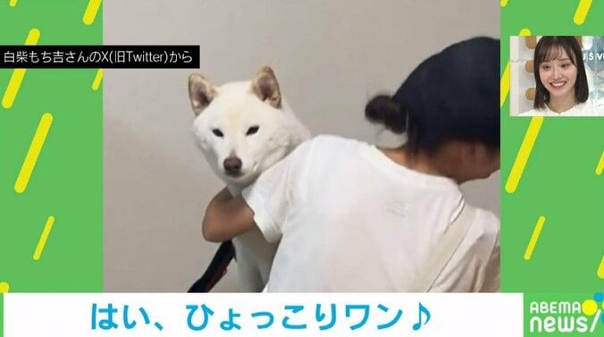 見たい柴犬VS阻止する飼い主！全身を使った“かわいい執念”に「ずっと見てられるw」「チューチュートレインできそうw」など爆笑の声 1枚目