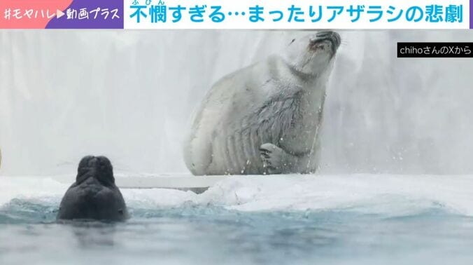 アザラシ