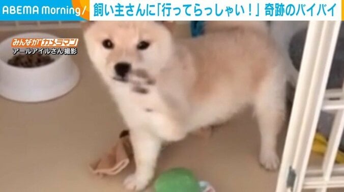 生後2カ月の子犬が奇跡の“バイバイ” 出勤前の飼い主を驚かせたまさかの行動 1枚目