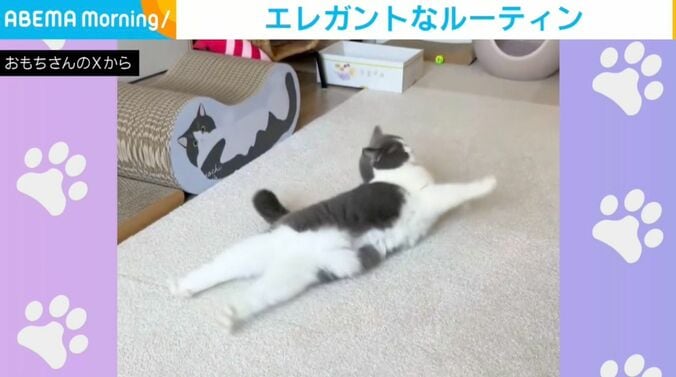 ブリティッシュショートヘアのおもちちゃん