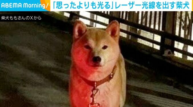 柴犬のももちゃん