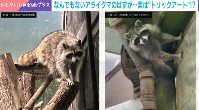 アライグマのチャロ