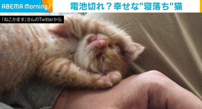 体の上で動き回っていた子猫が“寝落ち” 段々スローになっていく動きに「天使すぎる」「なんなのだこの可愛い生き物は…」と反響 1枚目