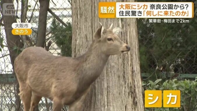 大阪市内の公園で発見された1頭のシカ