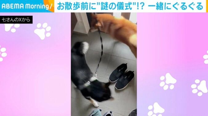 赤柴のジロウくんと黒柴のこつぶくん