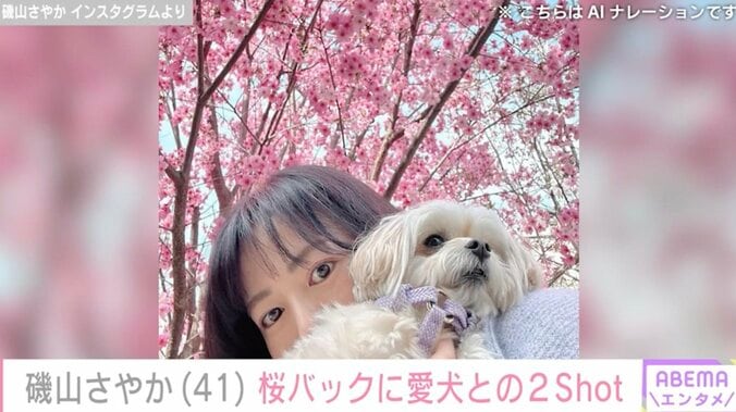 【写真・画像】水着姿が話題・磯山さやか(41) 満開の桜をバックに撮影した愛犬との最新ショット「綺麗しかない写真」　2枚目