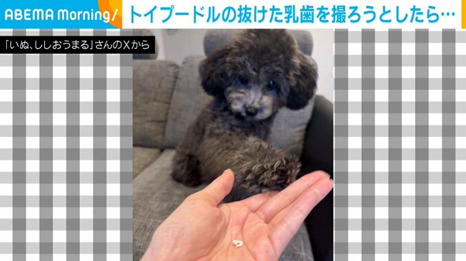 トイプードルのししおうまるくん（7カ月）