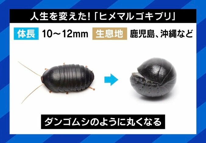 ヒメマルゴキブリ