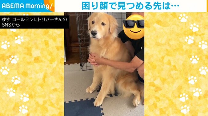 犬「どこにも行かないで！」飼い主が席を外すと困り顔… 切ない表情が可愛すぎる 1枚目