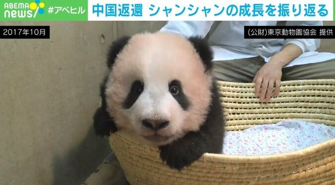 上野動物園「シャンシャン」の成長記録 返還後もファンは続報を心待ちに「どんな些細な情報でも泣いてよろこびます」 1枚目