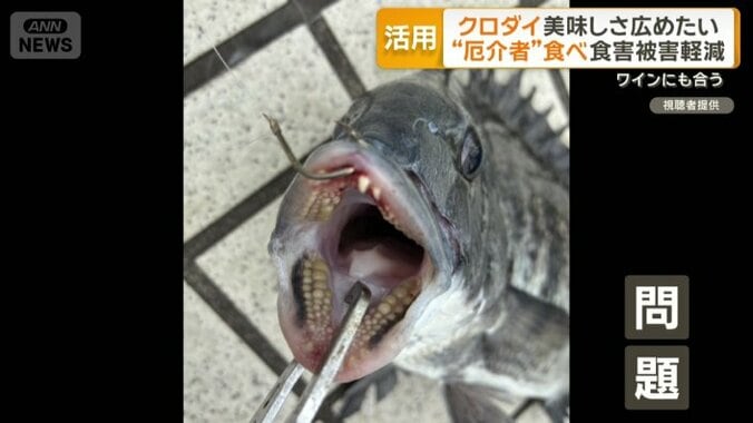 各地で食害が深刻化
