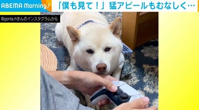 「僕を見てよ～！」飼い主の手にあごを乗せて必死に“構ってアピール”する柴犬に「ゲームやめちゃう～」の声 1枚目