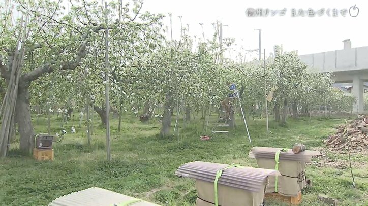 被害総額1億円超、家族とも離れ…それでも地域と仲間のために立ち上がったリンゴ農家