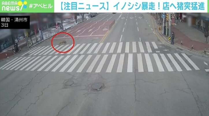 イノシシが横断歩道を“猪突猛進” そのままホットドッグ店のガラスを突き破る 韓国
