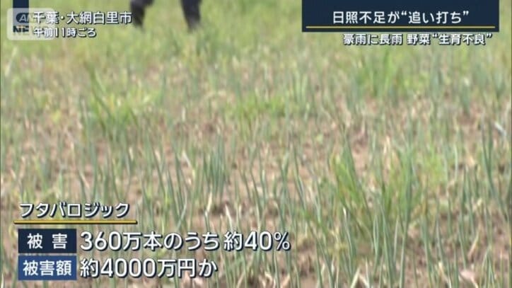 ネギ被害の現状