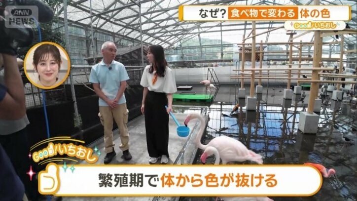 繁殖期で体から色が抜ける