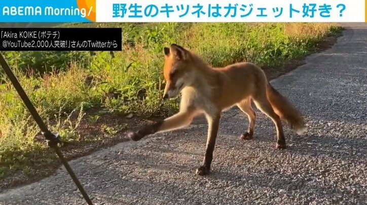 三脚に「そーっと」脚を伸ばす野生のキツネ 首を傾げて「なんだこれ？」と目を細めた表情に癒やされる人続出